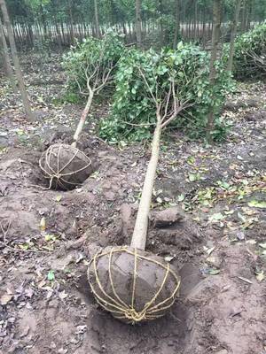 高桿女貞種植全攻略 最佳季節(jié)、苗木選擇與技術(shù)要點