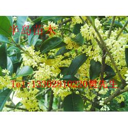 桂花飄香，家園添彩——半島苗木園藝綠化桂花樹苗種植技術(shù)全解析