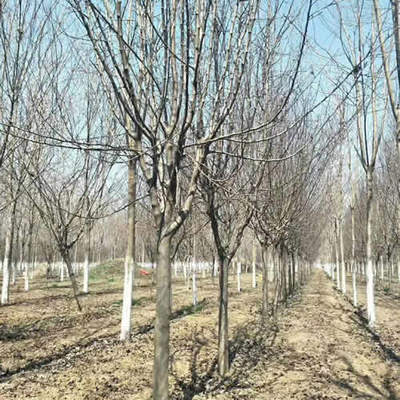 重慶6公分染井吉野櫻花價格解析及金山苗木種植技術(shù)咨詢