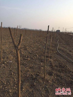 新蔡縣練村鎮(zhèn) 返鄉(xiāng)創(chuàng)業(yè)好兒男 植樹(shù)添綠忙發(fā)展——記苗木種植產(chǎn)業(yè)的崛起與技術(shù)咨詢的橋梁作用