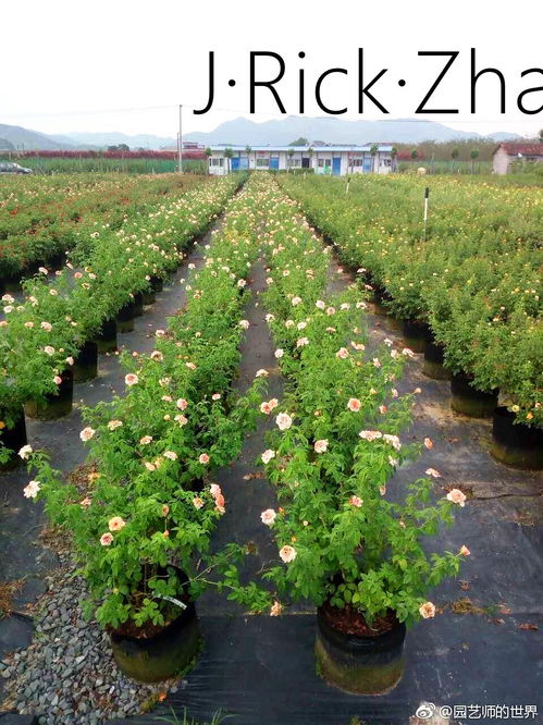 未來(lái)苗圃生產(chǎn)基地的發(fā)展方向 苗木種植與技術(shù)咨詢的融合創(chuàng)新