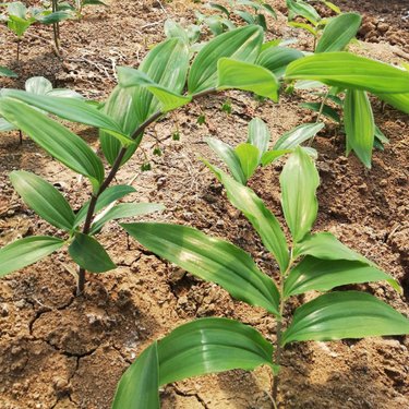 姜型多花不倒苗黃精種植技術(shù)與苗木種植管理指南