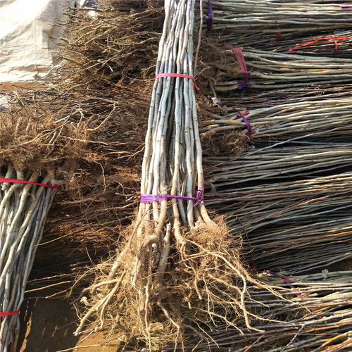 甜山楂樹(shù)苗種植技術(shù)與銷售電話全指南