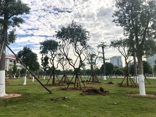 以奮斗之姿 育生態(tài)之美——翔安校區(qū)圓滿完成會展片區(qū)苗木移植工作紀(jì)實