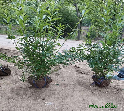 連翹球 觀賞與藥用兼?zhèn)涞膱@林佳品