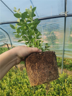 泰安市典范苗木 專業(yè)種植與全方位技術(shù)咨詢指南