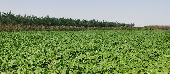 河北西張農(nóng)業(yè)科技 打造現(xiàn)代苗木種植基地與專業(yè)農(nóng)技咨詢服務(wù)