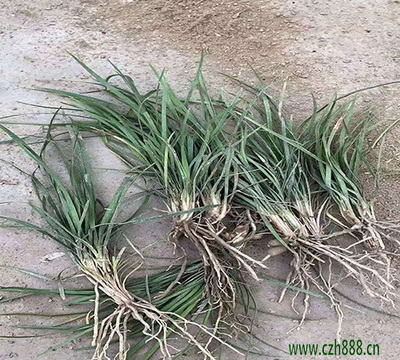 細(xì)葉與中葉麥冬 園林新寵的種植技術(shù)與市場前景