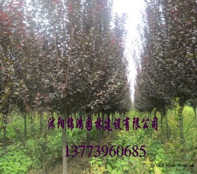 60公分高紫葉李小苗價格解析與種植技術(shù)全攻略